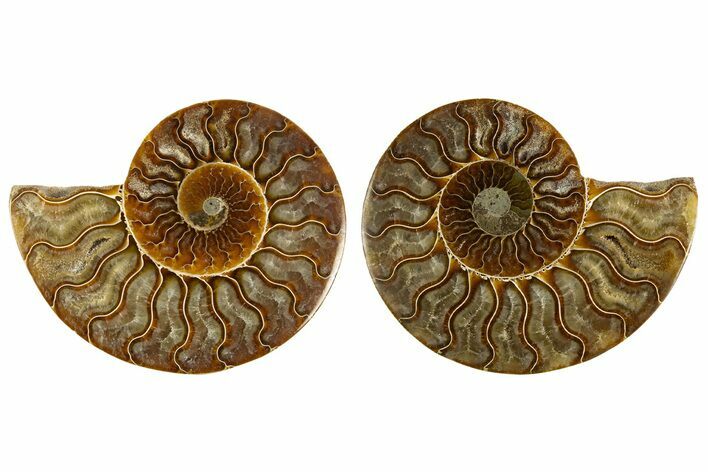 Cut & Polished, Agatized Ammonite Fossil - Madagascar #308131